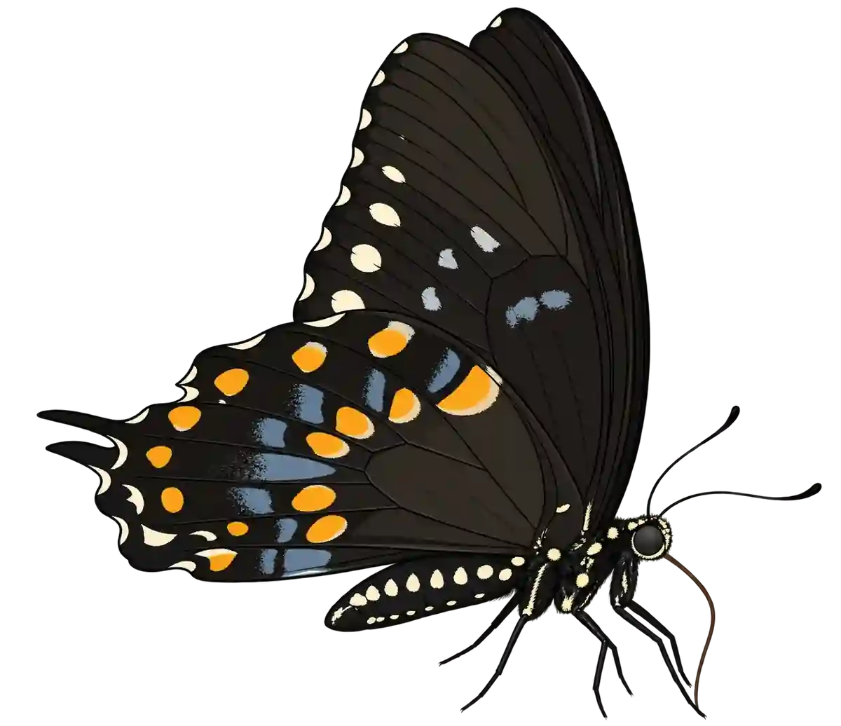 Papilio troilus, ventral view