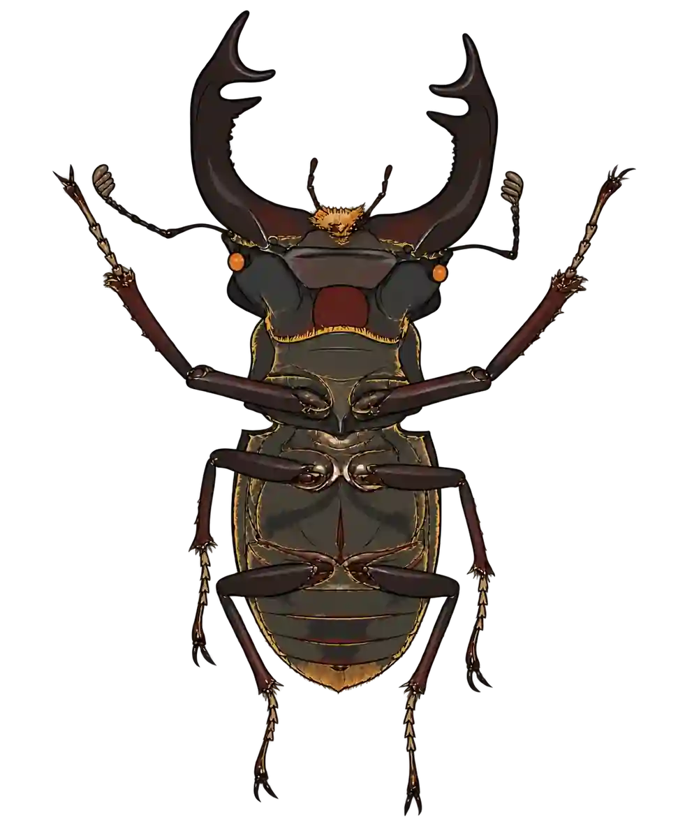 Lucanus cervus, ventral view