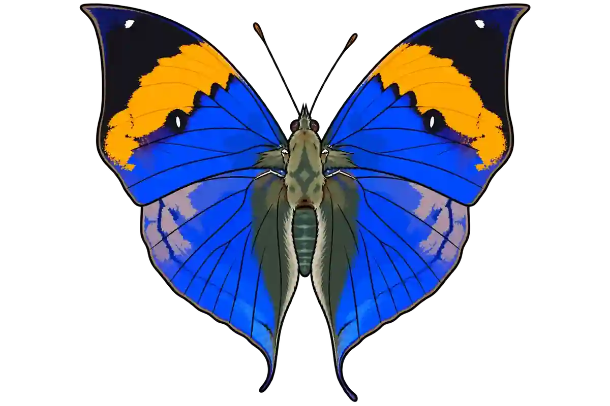 Kallima inachus, dorsal view