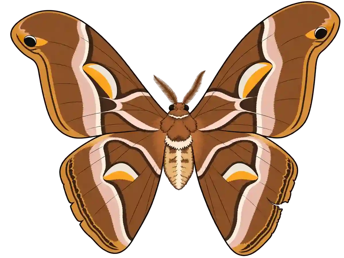 Samia cynthia, dorsal view