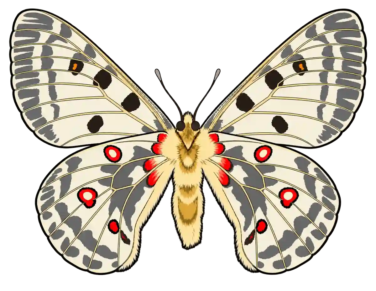 Parnassius apollo, ventral view
