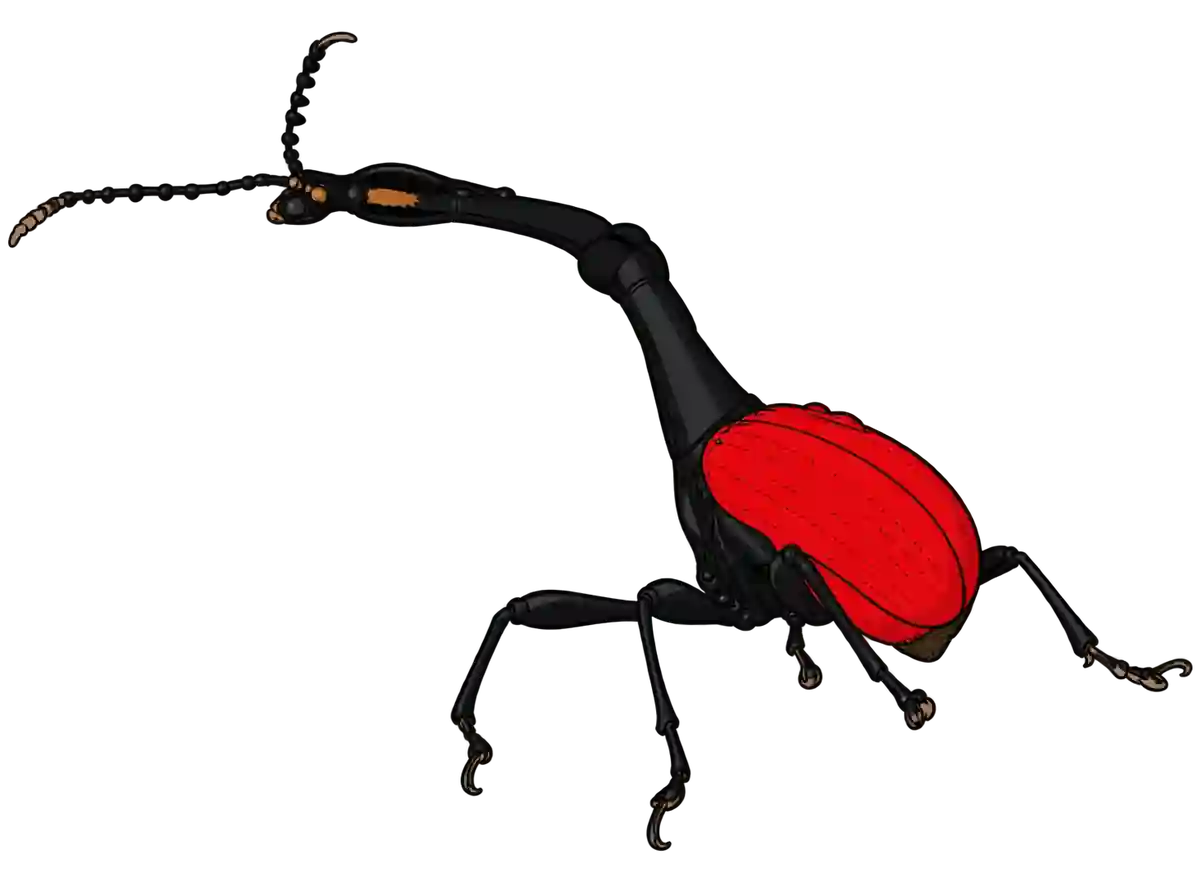 Trachelophorus giraffa, dorsal view