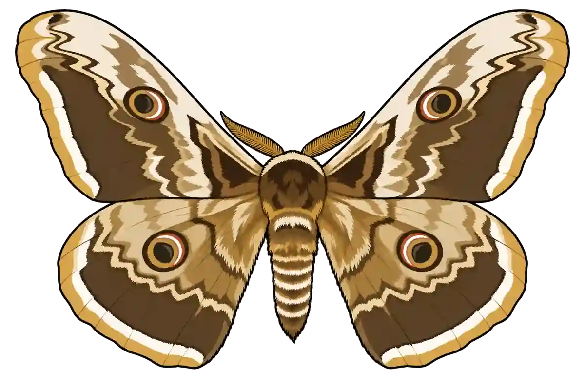Saturnia pyri, dorsal view