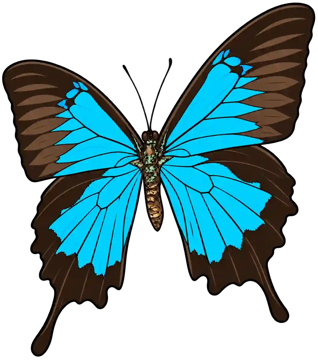 Papilio ulysses, dorsal view