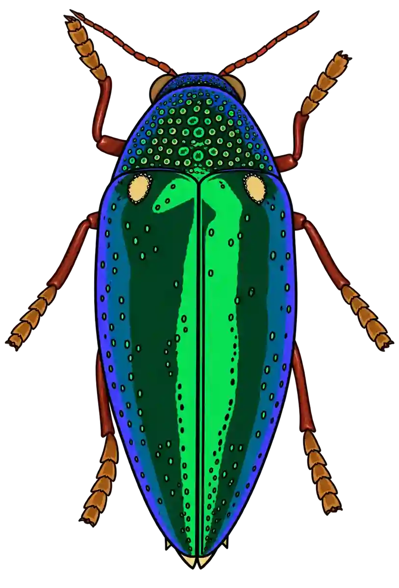 Sternocera aequisignata, dorsal view