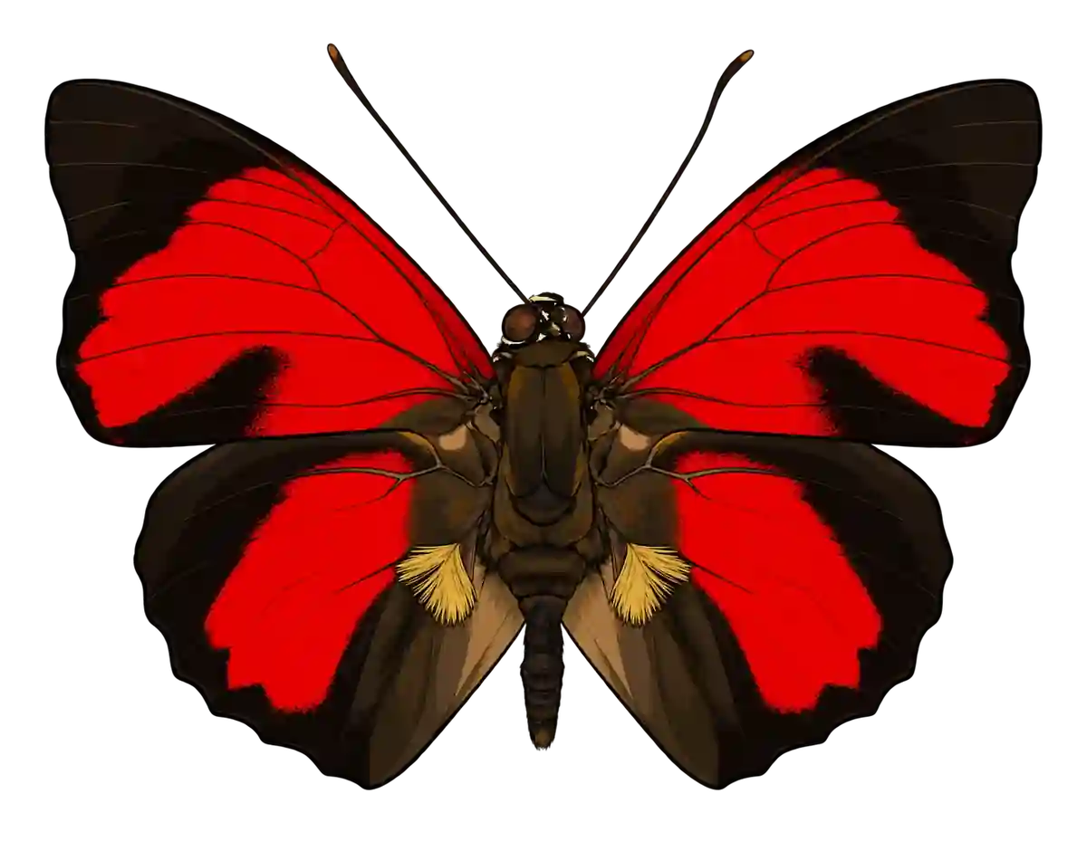 Prepona claudina, dorsal view