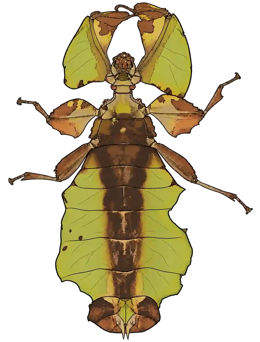 Pulchriphyllium giganteum, ventral view