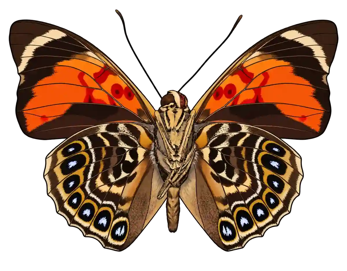 Prepona claudina, ventral view