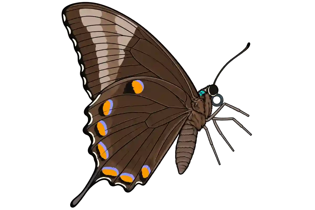 Papilio ulysses, ventral view