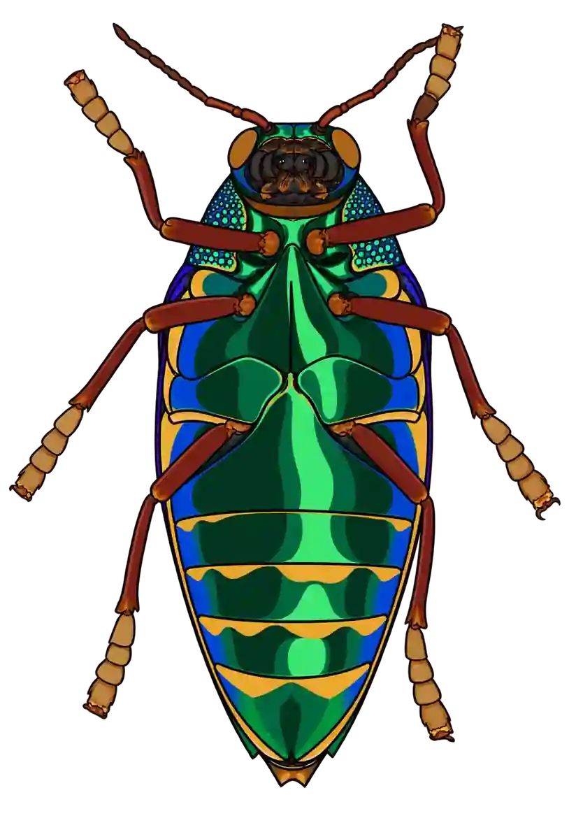 Sternocera aequisignata, ventral view