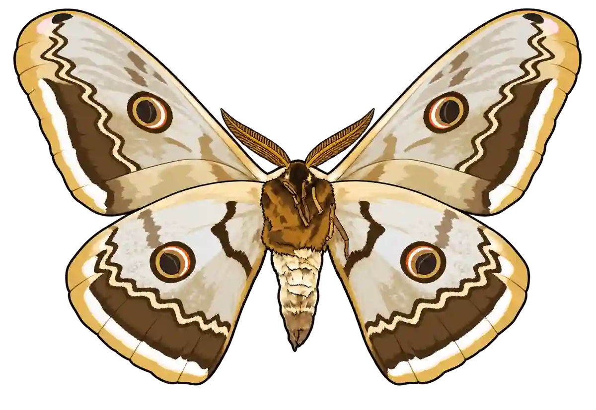 Saturnia pyri, ventral view