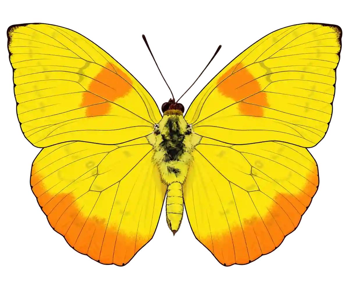 Phoebis philea, dorsal view