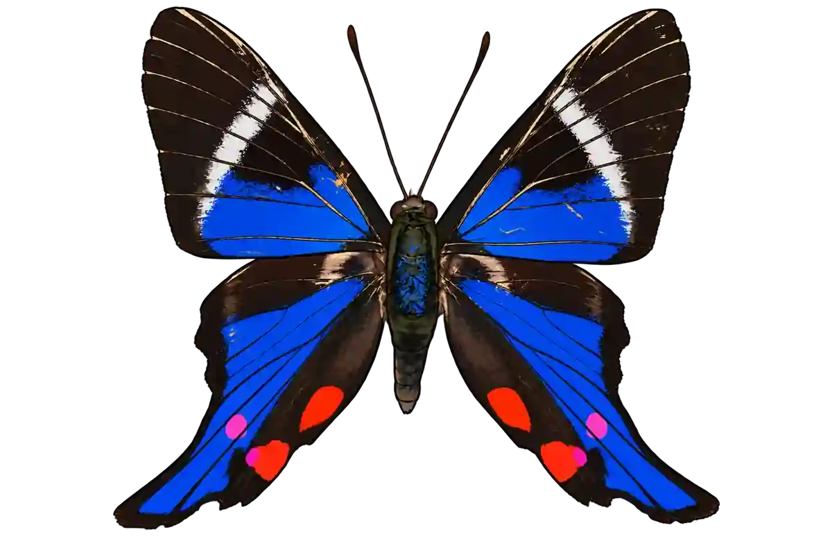 Rhetus periander, dorsal view