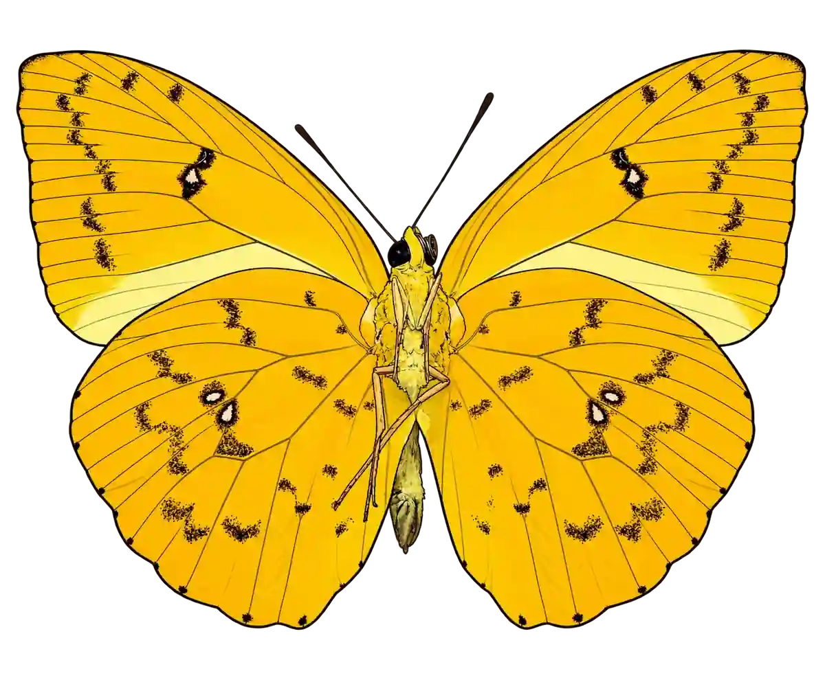 Phoebis philea, ventral view