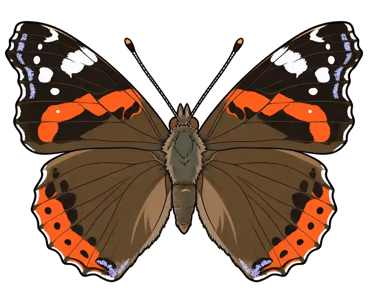 Vanessa atalanta, dorsal view