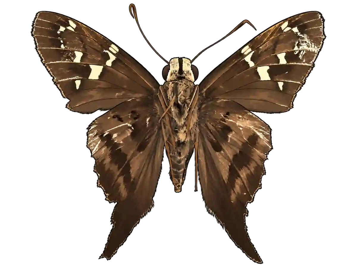 Urbanus proteus, ventral view