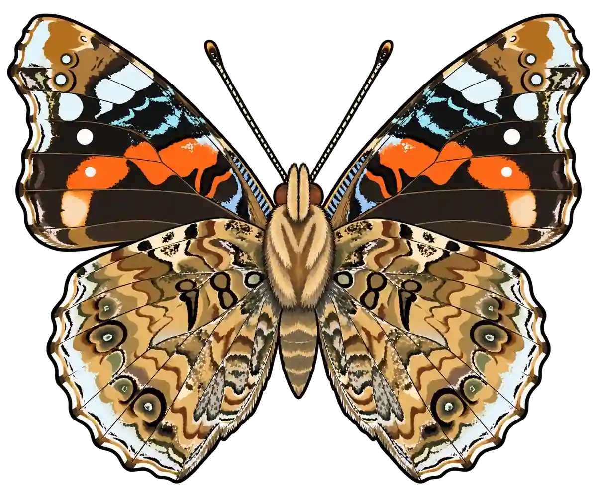 Vanessa atalanta, ventral view